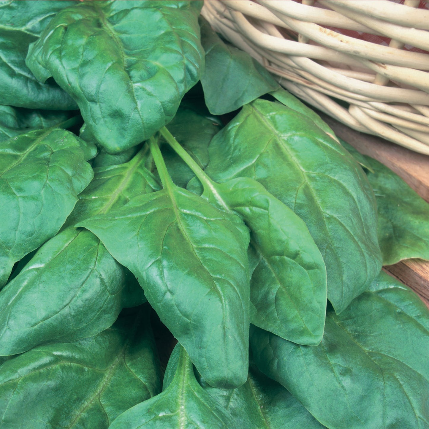 Unwins Spinach Beet Perpetual