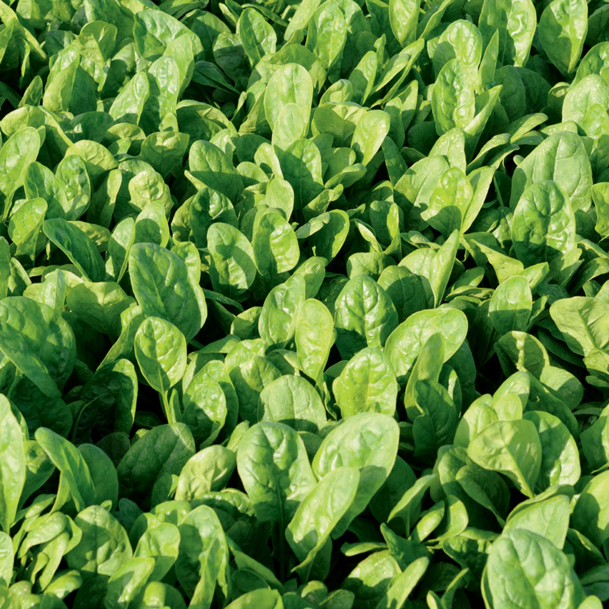 Unwins Spinach Responder F1 Seeds