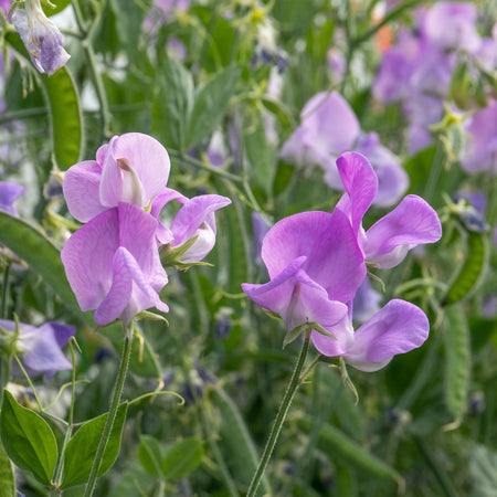 Unwins Sweet Pea Leamington Seeds