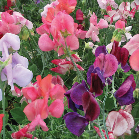 Unwins Sweet Pea Cherub Mix in flower close up