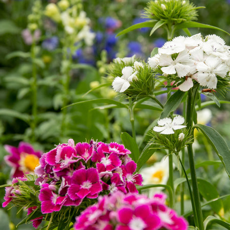 Unwins Sweet William Early Summer Scented Seeds