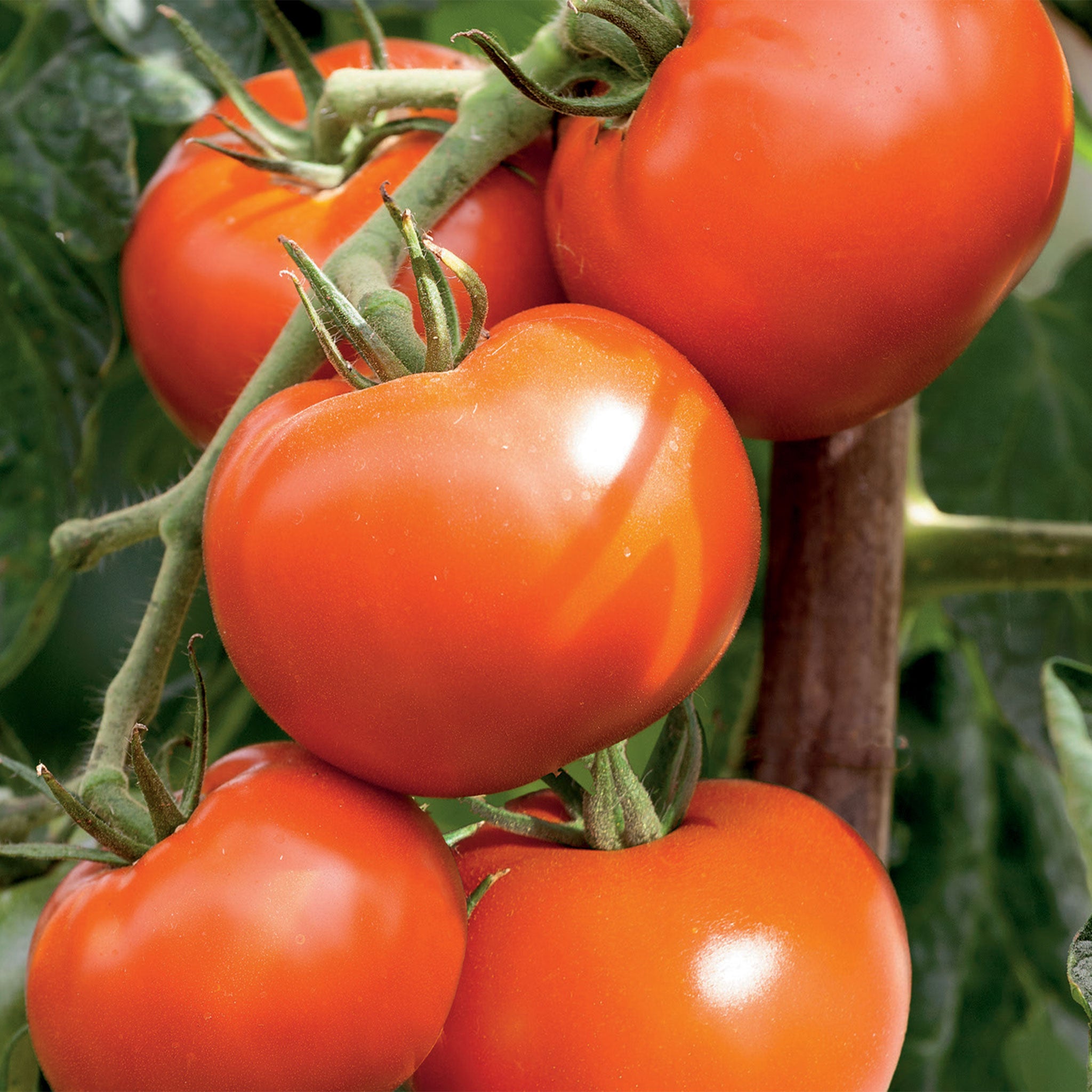 Unwins Organic Tomato Hamlet F1 Seeds