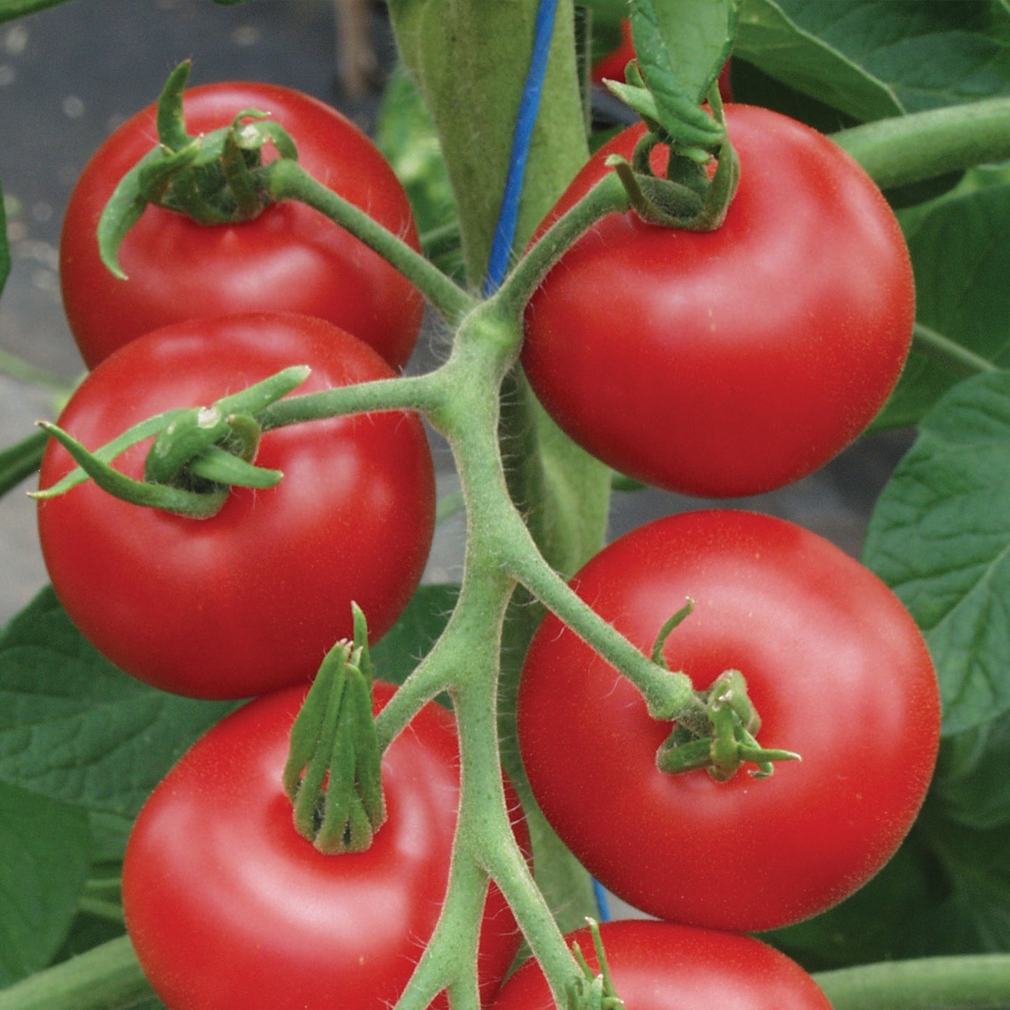 Unwins Organic Tomato Matina close up