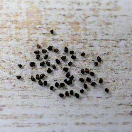 Unwins Antirrhinum Giant Rust Resistant Seeds