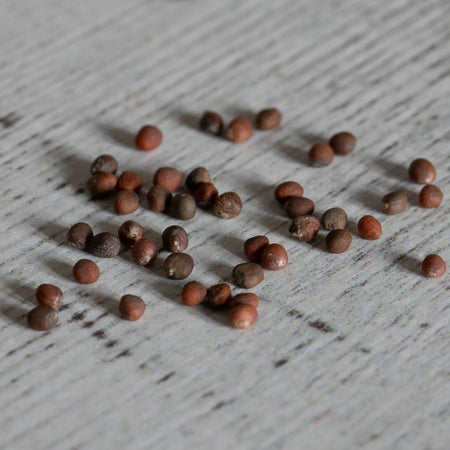Unwins Broccoli Early Purple Sprouting Seeds