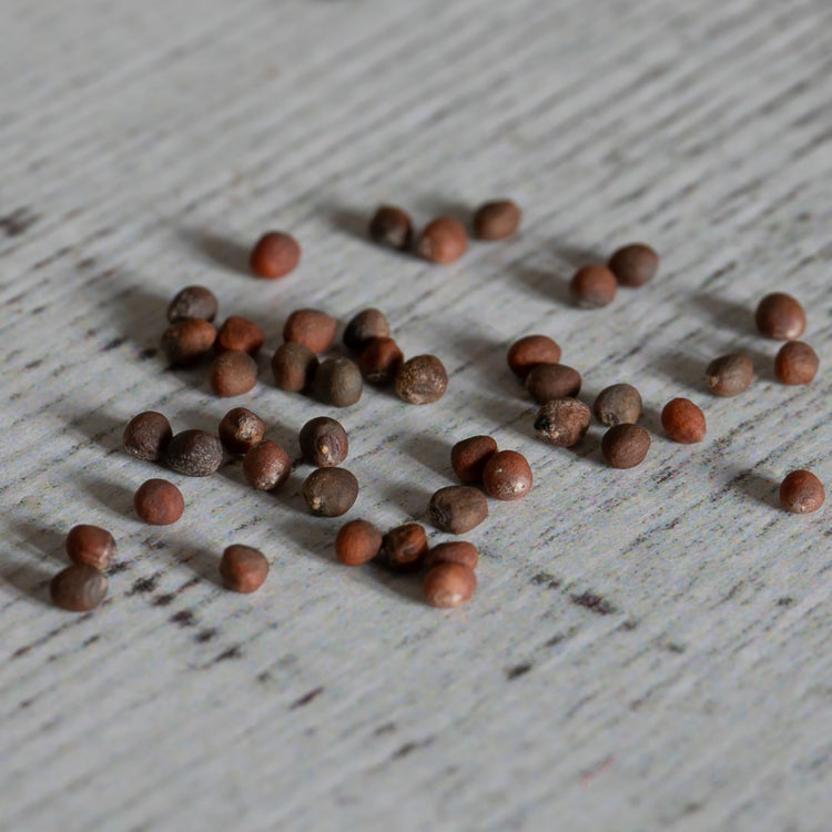 Unwins Broccoli Early Purple Sprouting Seeds