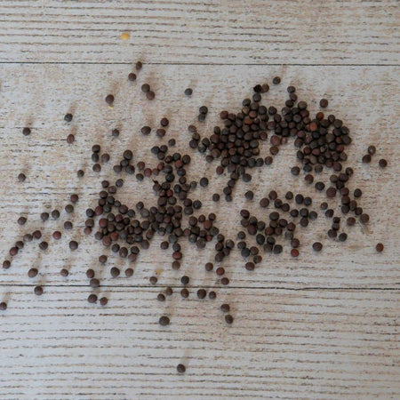 Unwins Round Cabbage Madison F1 Seeds