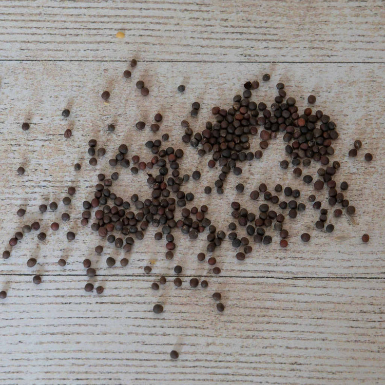 Unwins Pointed Cabbage Durham Early Seeds