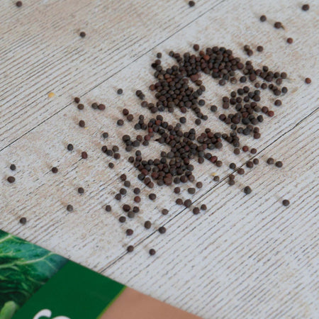 Unwins Round Cabbage Primo Seeds