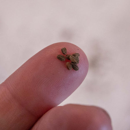 Unwins Patio Carrot Short N Sweet Seeds