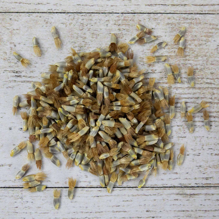 corn flower seeds Nature's Haven Cornflower Seeds