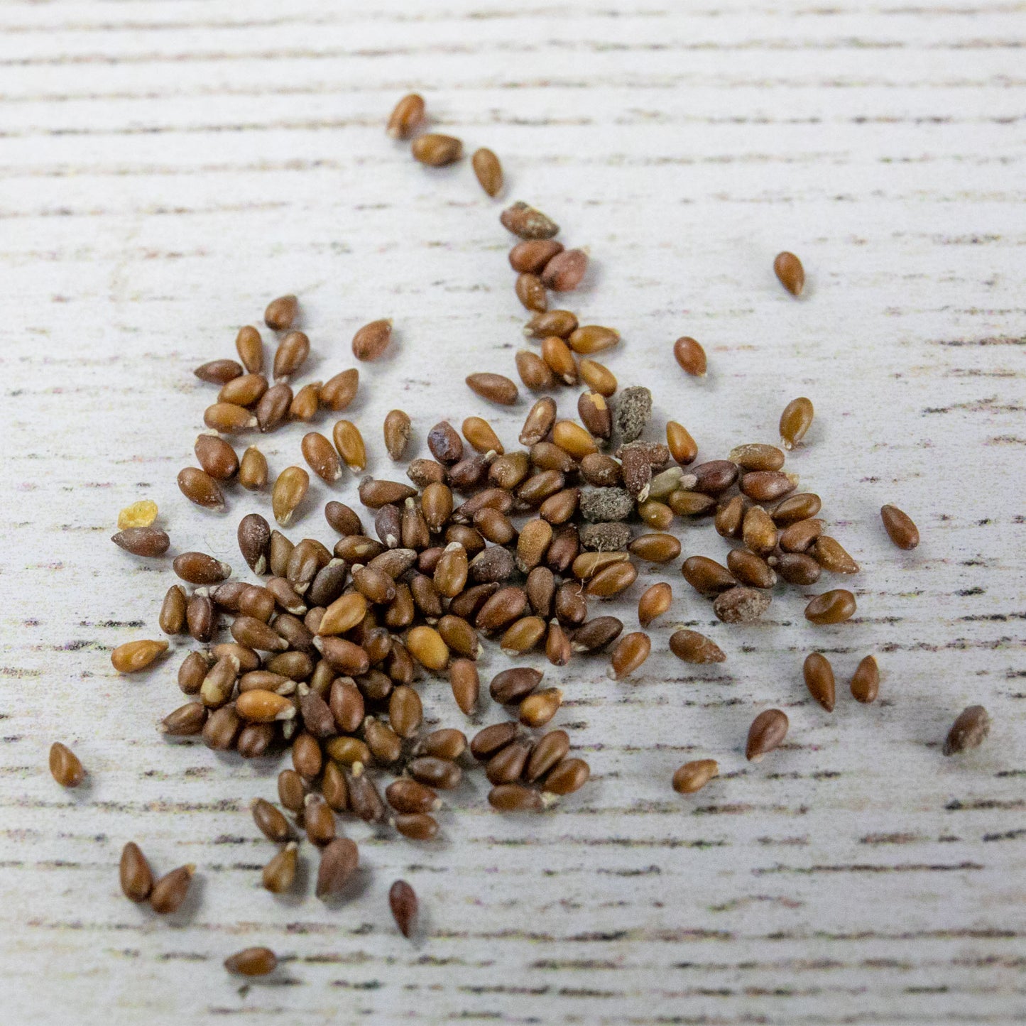 pansy seeds