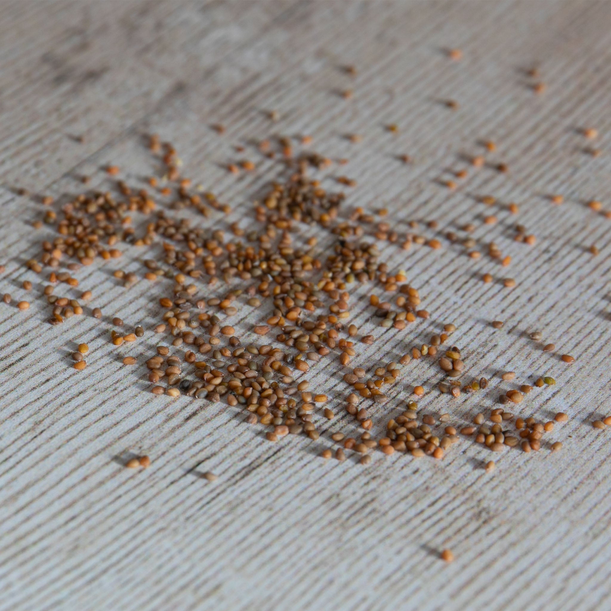 Unwins Rocket Wildfire Seeds – Unwins UK