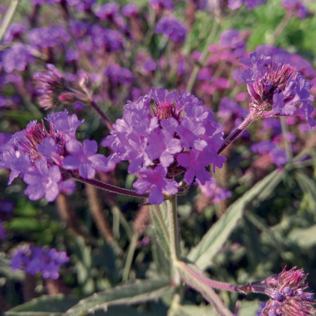 Unwins Verbena Rigida Dazzling Nights Seeds